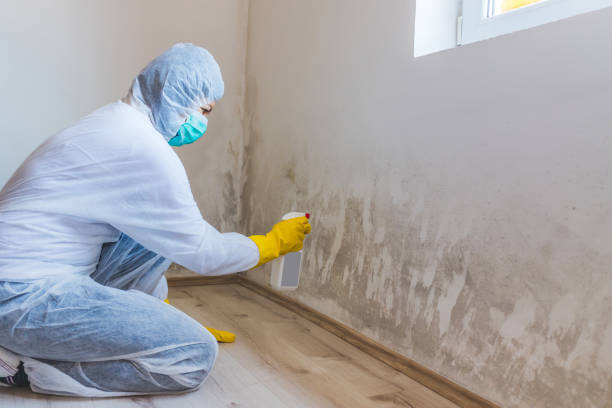 Mold Remediation specialist working in Honey Grove